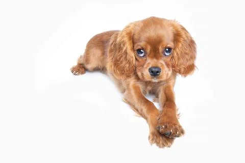 Puppy of isolated on white background Foto stock