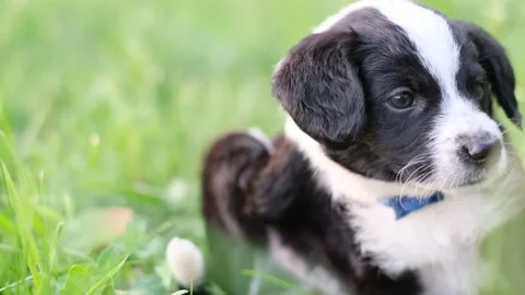 The puppy itchy from flea bites, it sits in the green grass. Parasites in a Stock Footage 198145109