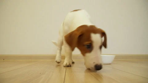Puppy Jack Russell Terrier eats from a white bowl. Vidéo 231366374