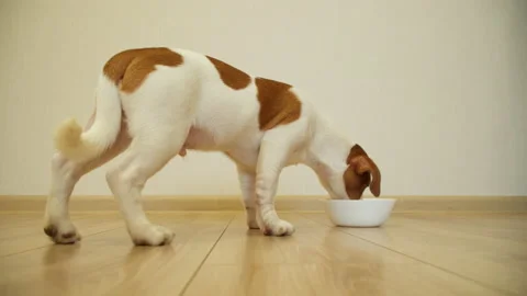 Puppy Jack Russell Terrier eats from a white bowl. Видео 231366548