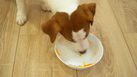 Puppy Jack Russell Terrier eats from a white bowl. Stock Footage 231366927