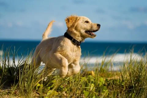 Puppy jumping on the beach Stock Photos