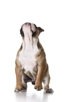 Puppy jumping Stock Photos