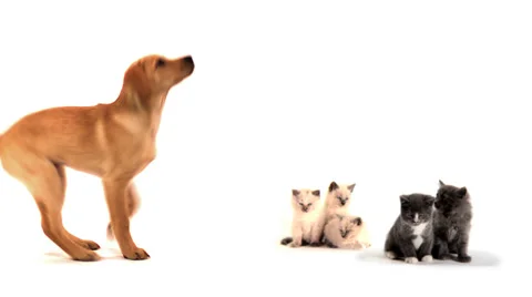 A puppy jumps into frame to join a group of kittens on white Video stock 33832885