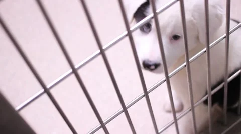 Puppy in Kennel Video stock 49356646