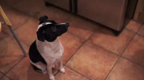 Puppy in a kitchen Video stock 33374741