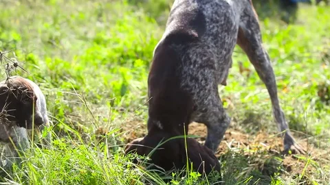 Puppy kurtzhaar digs pit Stock Footage 76769177