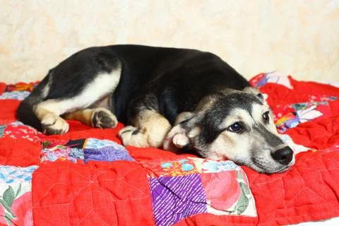 Puppy lay on patchwork quilt with stroking hand Photos