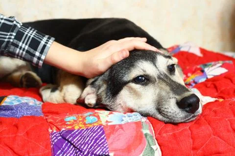 Puppy lay on patchwork quilt with stroking hand Photos
