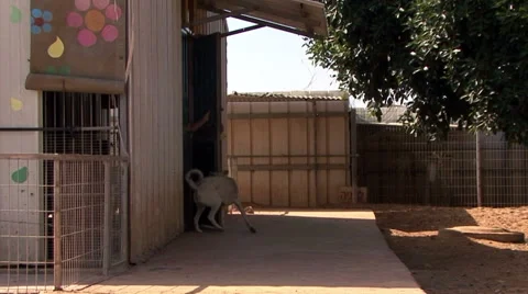 A puppy Left alone Stock Footage 49073203