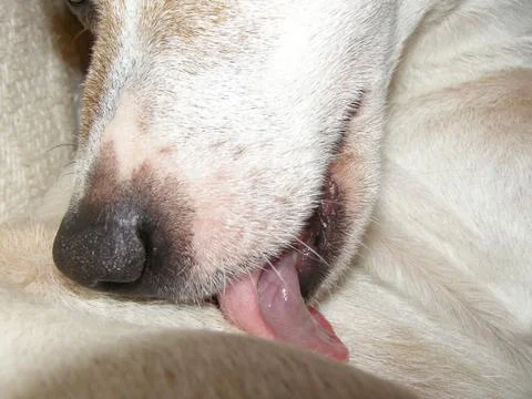 Puppy lick Foto stock