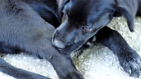 Puppy with long paws Stock Footage 91919494