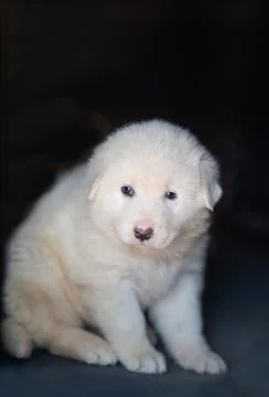 The puppy is looking at the camera with a curious expression. Stock Photos