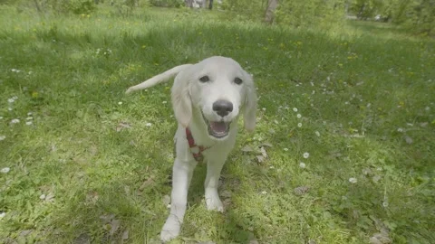 Puppy looking at the camera Stock Footage 194436657