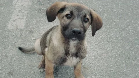 Puppy looking at camera. Stock Footage 198735829