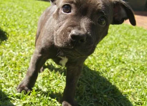 Puppy looking at camera Stockfoto's