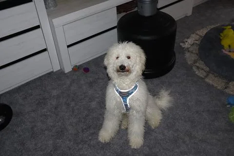 Puppy is looking to camera Stock-Fotos