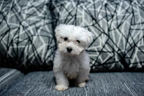 Puppy looking at camera Stock Photos
