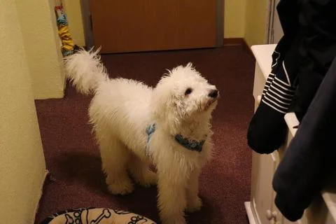 Puppy is looking to a jacket. Stock-Fotos