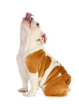 Puppy looking up Stock Photos