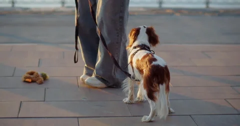 Puppy looking at toy while standing on city promenade near river Stock Footage 320117619