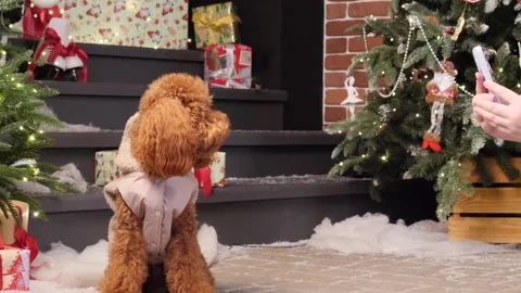 Puppy looks at beautiful Christmas presents under a beautiful tree and is filmed Stock Footage 294047553