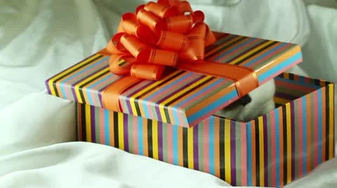 The puppy looks out of gift boxes 動画素材 10890449