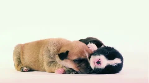 Puppy Love Stock Footage 10975515