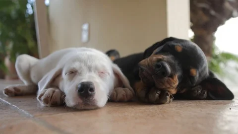 Puppy Love Stock Footage 92925646