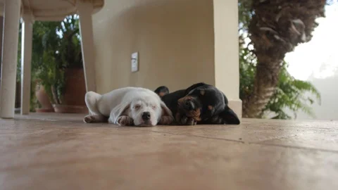 Puppy Love Stock Footage 92925730