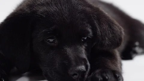 Puppy lying down comfortable Stock Footage 110748072