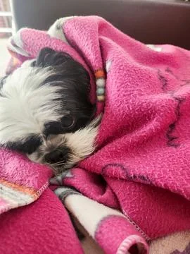 Puppy lying down, covered up, feeling cold. Stock Photos