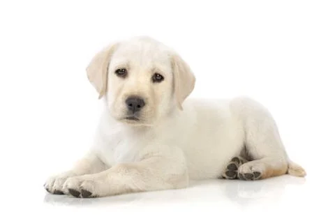 Puppy lying down Stock Photos