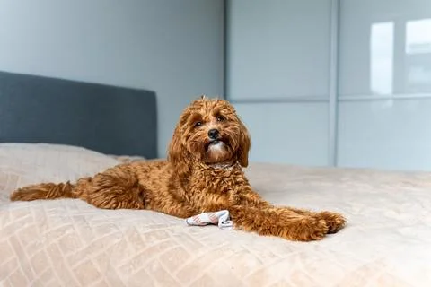 Puppy Lying Flat Stockfoto's