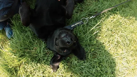 The puppy is lying on the grass. Close-up Stock Footage 142122233