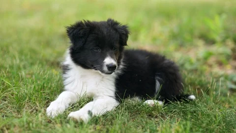 Puppy lying on the grass Video stock 125215606