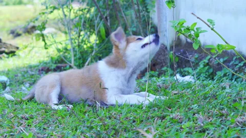 A puppy lying on the grass Stock Footage 234046956