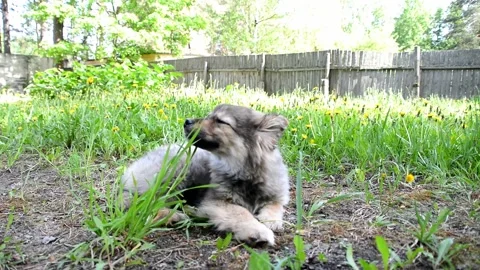 Puppy is lying in the green grass Stock Footage 165380454