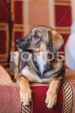 Puppy lying on the sofa Stock Photos