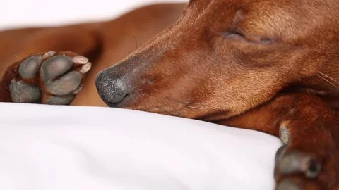 The puppy is lying, you can see his muzzle and pads on his paws. Video stock 236998636