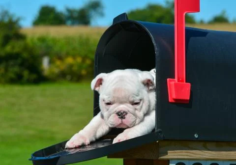 Puppy in a mailbox Stock Photos