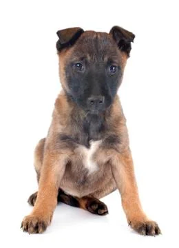 Puppy malinois Stock Photos