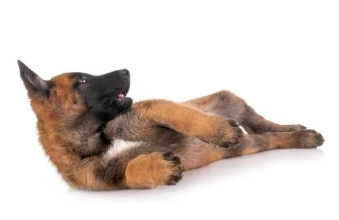Puppy malinois in studio Stock Photos