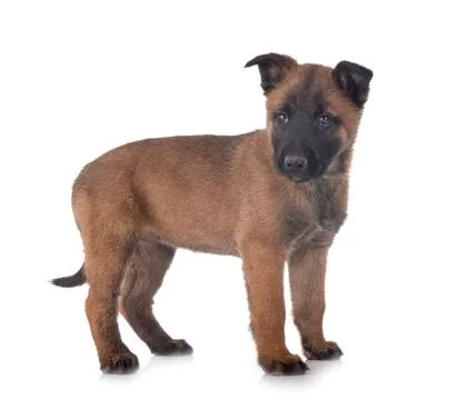 Puppy malinois in studio Stock Photos