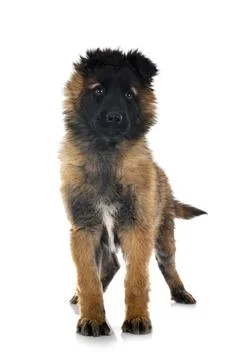 Puppy malinois in studio Stock Photos