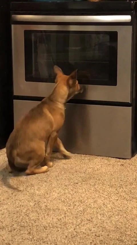 Puppy Mesmerized And Confused By Reflection In Oven Door, Scottsburg, Indiana, U Stock Footage 344024757