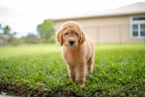 Puppy model looking at camera with small golden curls while outdoors Stock Photos