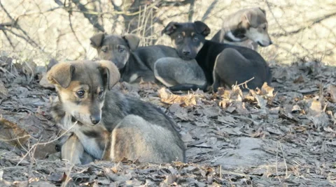 Puppy	mongrel dog on the street Stock Footage 59114197