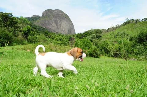 Puppy at mountain side Foto stock