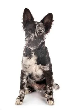 Puppy mudi in studio Foto stock